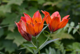 Saffranslilja (Lilium bulbiferum var. croceum)