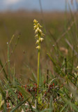 Honungsblomster (Herminium monorchis)