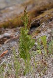 Nordlåsbräken (Botrychium boreale)