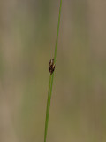 Tagelsäv (Eleocharis quinqueflora )