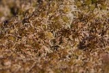 Uddvitmossa (Sphagnum fallax)