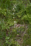 Skogsnattviol (Platanthera bifolia ssp. latiflora)