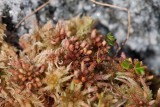 Praktvitmossa (Sphagnum magellanicum)