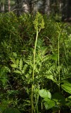 Stor låsbräken (Botrychium virginianum)
