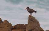 Black Oystercatcher (Haematopus bachmani))