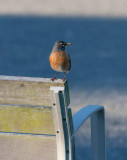 American Robin (Turdus migrators)