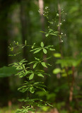Skogsmåra (Galium sylvaticum)
