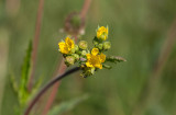 Vägnejlikrot (Geum macrophyllum ssp. perincicsum)