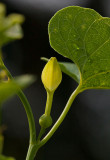 Hålrot (Aristolochia clematitis)