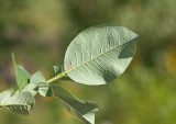 Finnblekvide (Salix hastata ssp. subintegrifolia)