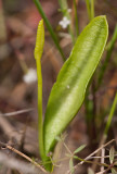 Ormtunga (Ophioglossum vulgatum)
