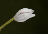 Vit skogslilja (Cephalanthera longifolia)