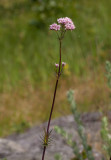 Strandvänderot (Valeriana sambucifolia ssp. salina)