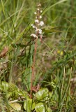 Vitpyrola (Pyrola rotundifolia)