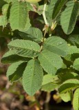 Kyrkogrdsros (Rosa  francofurtana)