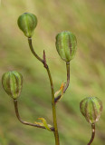 Krollilja (Lilium martagon)