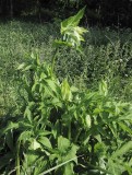 Kåltistel (Cirsium oleraceum)