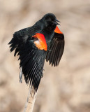 Red-winged Blackbird (Agelaius phoeniceus) 