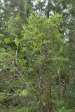 Kameliaschersmin (Philadelphus × virginalis)