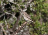 Spotted Flycatcher (Muscicapa striata)