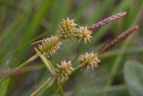 Liten ärtstarr (Carex viridula var. pulchella)