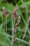 Plattstarr (Carex disticha)
