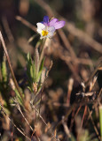 Klittviol (Viola tricolor ssp. curtisii)