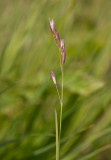 Knägräs (Danthonia decembers)