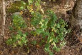 Irlandstörel (Euphorbia hyberna)