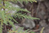 Klådris (Myricaria germanica)