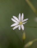 Grässtjärnblomma (Stellaria graminea)