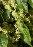Rankspenat (Hablitzia tamnoides)