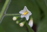 Gul nattskatta (Solanum villosum ssp. villosum)