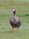 Greater White-fronted Goose (Anser albifrons)	
