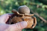 Kragjordstjrna (Geastrum michelianum)