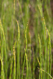 Sjöfräken (Equisetum fluviatile)