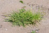 Saltgräs (Puccinellia capillaris)