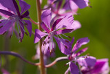 Mjölke (Chamaenerion angustifolium)