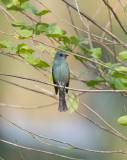 Verditer Flycatcher (Eumyias thalassinus)