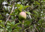 Apel (Malus pumila)