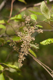 Vippspirea (Holodiscus discolor)