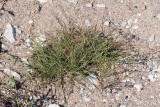 Revigt saltgräs (Puccinellia maritima)