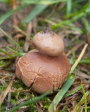 Dvrgjordstjrna (Geastrum schmidelii)