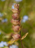 Äkta höskallra (Rhinanthus serotinus ssp. vernalis)