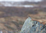 Lapland Longspur (Calcarius lapponicus)