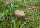 Kornig rksvamp (Lycoperdon lividum)