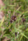 Sandlök (Allium vineale)