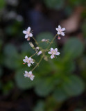 Porslinsbräcka (Saxifraga × urbium)