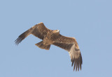 Imperial Eagle (Aquila heliaca)