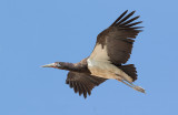Abdim's Stork (Ciconia abdimii)